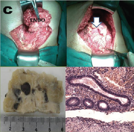 Click here to view Large Figure 3