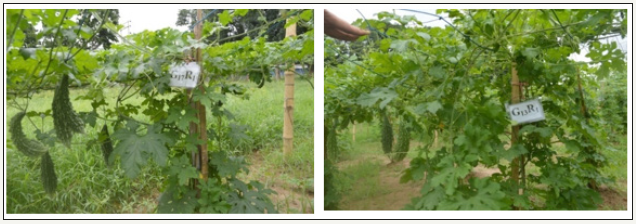 Click here to view Large image 1