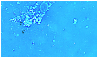 Click here to view Large image 4