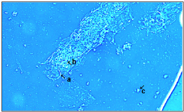 Click here to view Large image 6