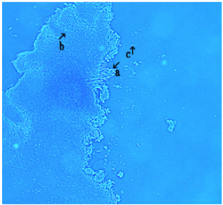 Click here to view Large image 8