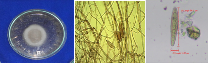 Click here to view Large image 1