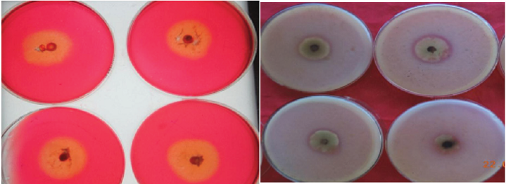 Click here to view Large image 2