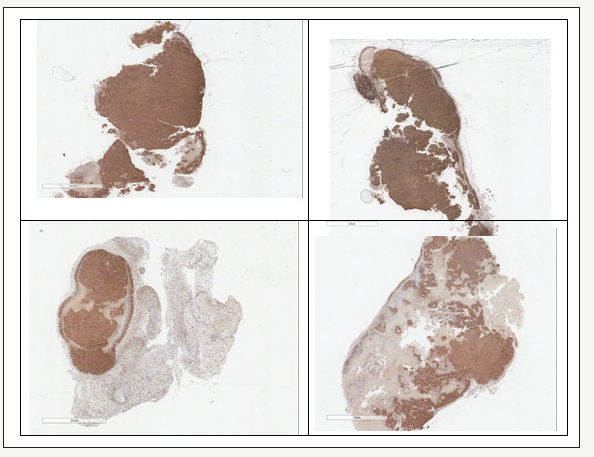 Click here to view Large image 10