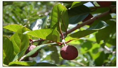 Click here to view Large image 2