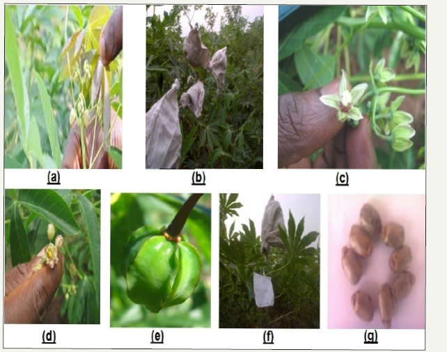 Click here to view Large image 1