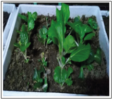 Click here to view Large image 5