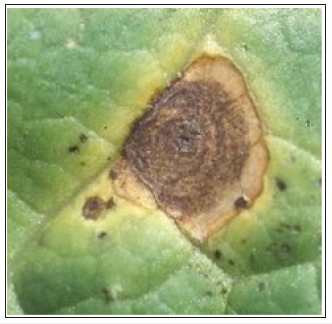 Click here to view Large image 9