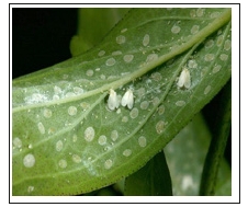 Click here to view Large image 1