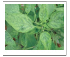 Click here to view Large image 10