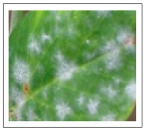 Click here to view Large image 11