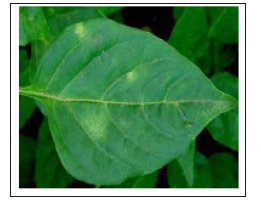 Click here to view Large image 12