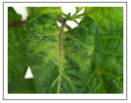 Click here to view Large image 13