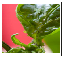 Click here to view Large image 2