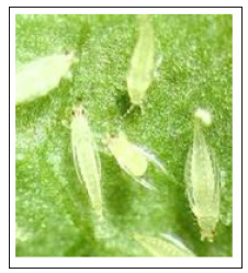 Click here to view Large image 3