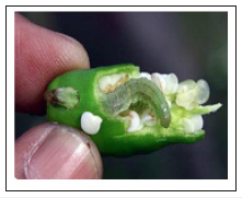 Click here to view Large image 4