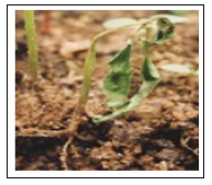 Click here to view Large image 5