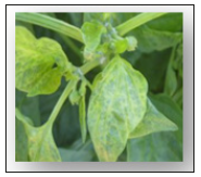 Click here to view Large image 6