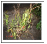 Click here to view Large image 7