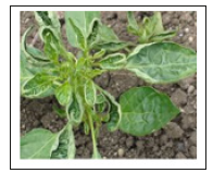 Click here to view Large image 8