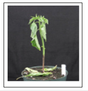 Click here to view Large image 9