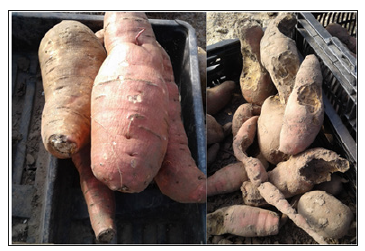 Click here to view Large image 1