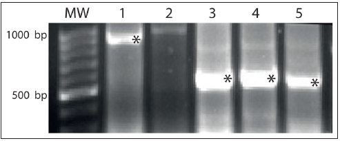 Click here to view Large image 1