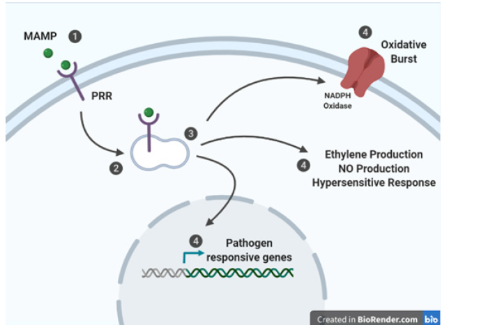 Click here to view Large image 1