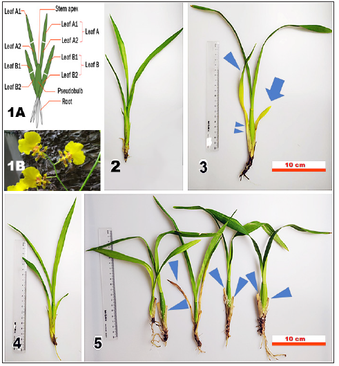 Click here to view Large image 1