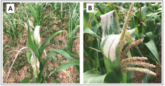 Click here to view Large image 1