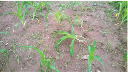 Click here to view Large image 1