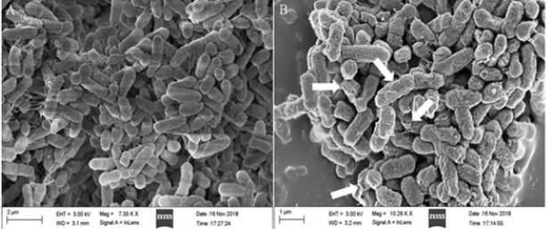 Click here to view Large image 5