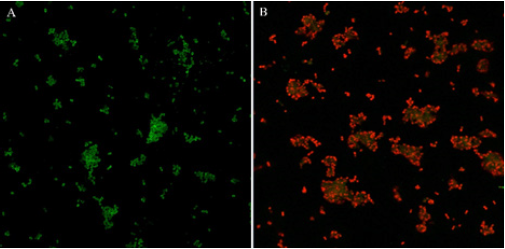Click here to view Large image 6