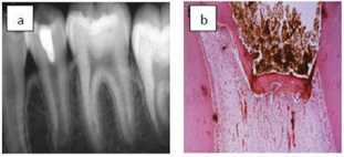 Click here to view Large Figure 2
