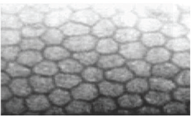 Click here to view Large Figure 1