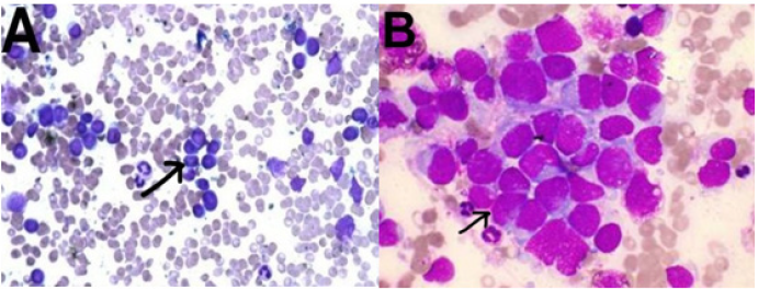 Click here to view Large image 1