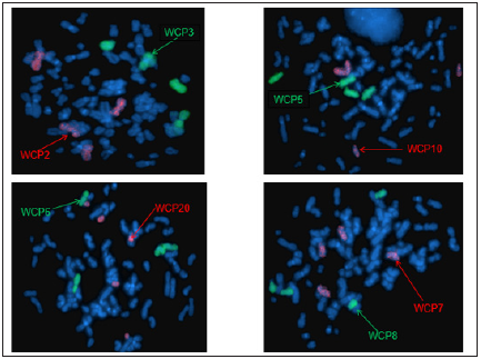 Click here to view Large image 10