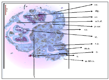 Click here to view Large image 8