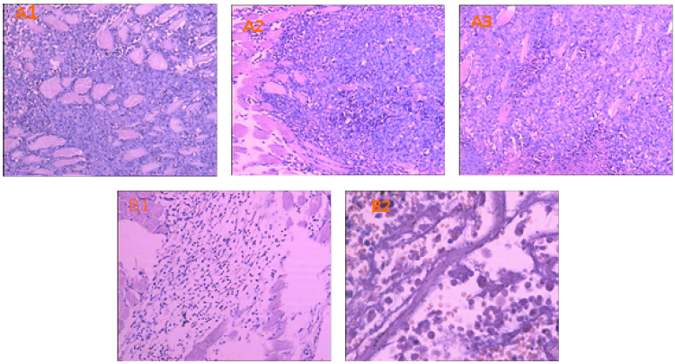 Click here to view Large image 7