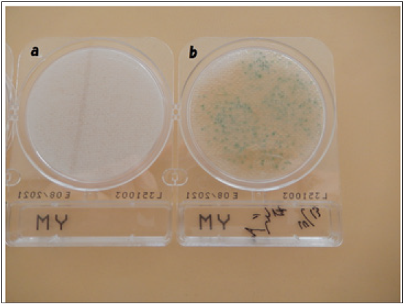 Click here to view Large image 1