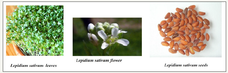 Click here to view Large image 1