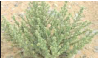 Click here to view Large image 1