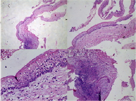 Click here to view Large Figure 4