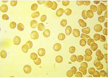 Click here to view Large image 4