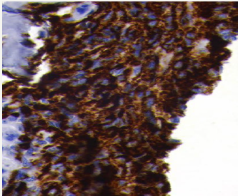 Click here to view Large image 9