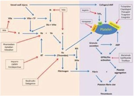 Click here to view Large Figure 1