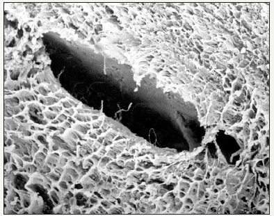 Click here to view Large image 8