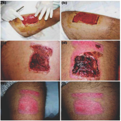 Click here to view Large Figure 6 width=