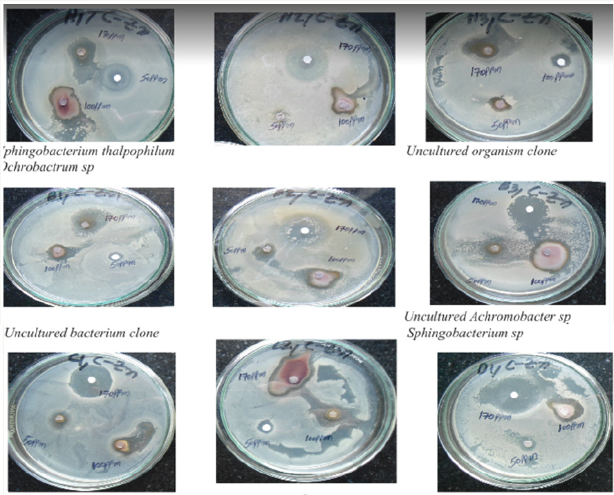 Click here to view Large Plate 2