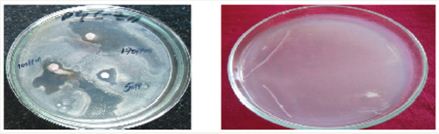 Click here to view Large Plate 2